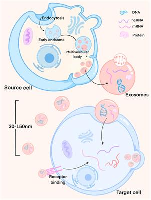 Advancements in engineered exosomes for wound repair: current research and future perspectives